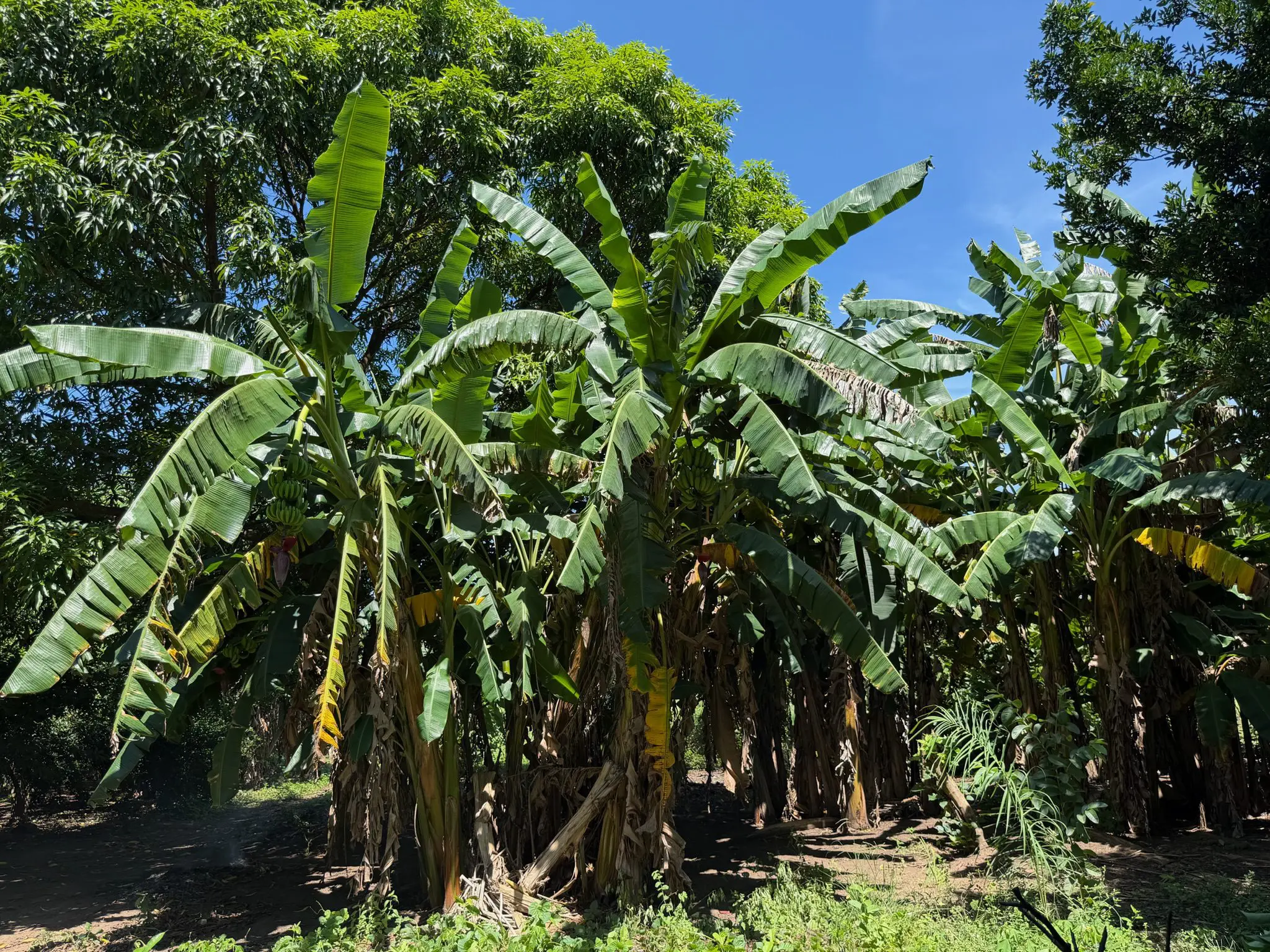 Fieldwork Brazil