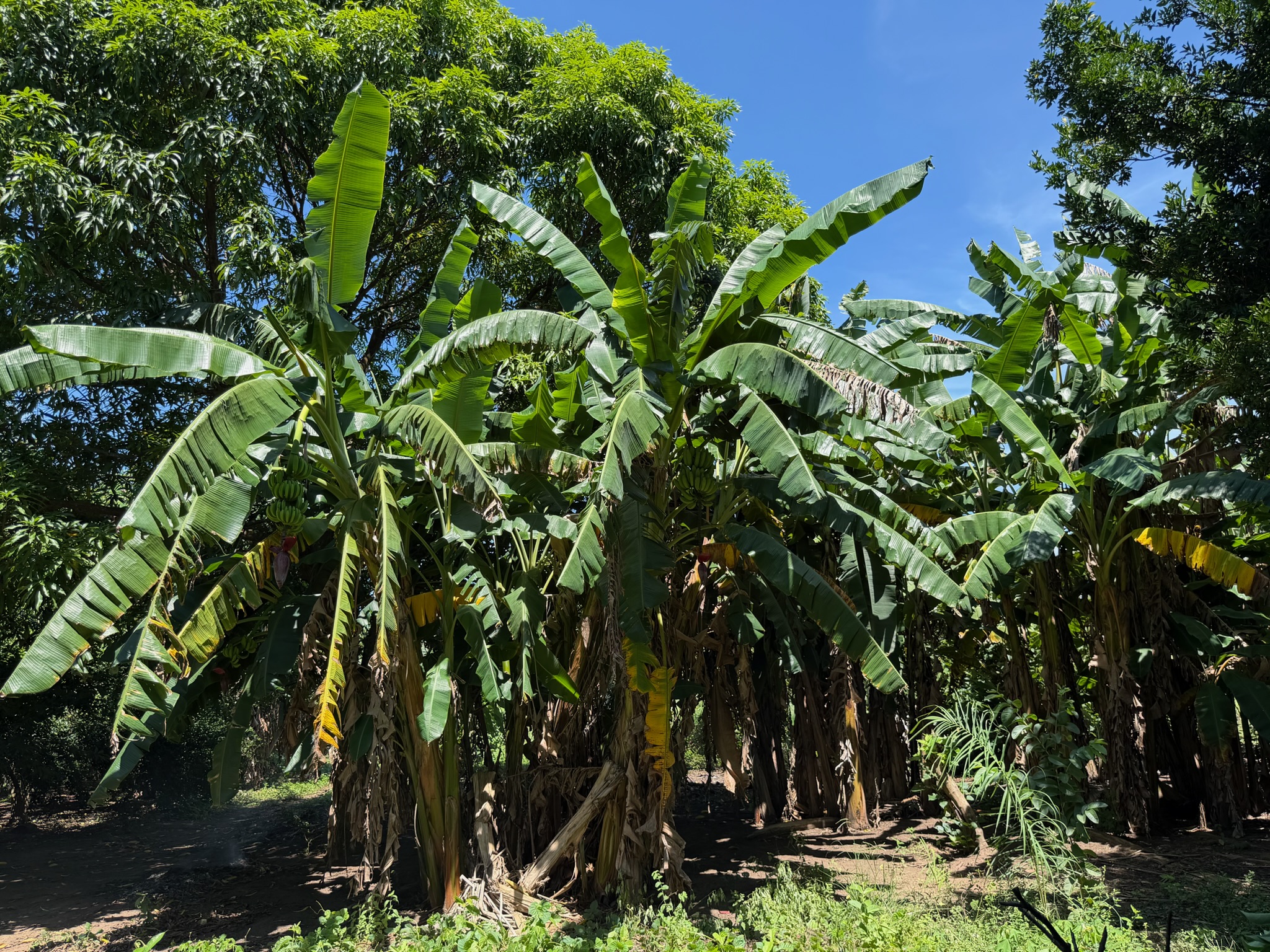 Veldwerk Brazilië
